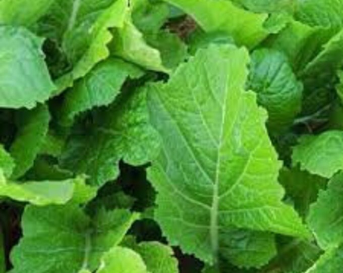 Mustard, Florida Broadleaf Mustard, brassica juncea "broadleaf", 100 Seeds Per Pack, Organic, Heirloom, GMO Free