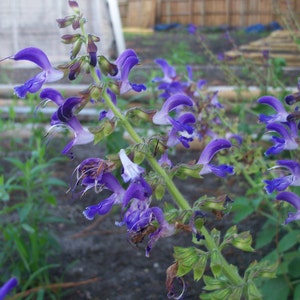Sage, DanShen Sage, Organic, Salvia Miltiorrhiza, GMO Free Seeds, Heirloom Medicinal Seeds, 20 Seeds Per Pack,Tan-Shen, Chinese Red Sage