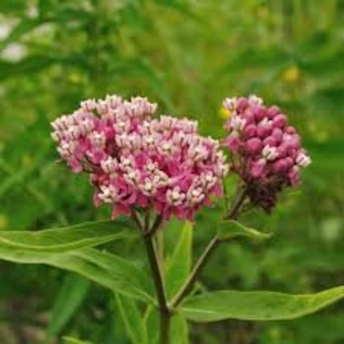 Milkweed Pink Swamp Asclepias incarnata 25 Seeds Per Pack | Etsy