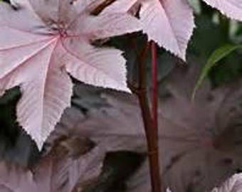 Castor, New Zealand Purple Castor Bean, Ricinus communis, Organic, 10 seeds peer pack GMO Free, Organic Seeds