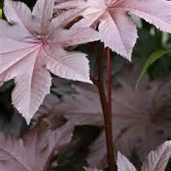 Castor, New Zealand Purple Castor Bean, Ricinus communis, Organic, 10 seeds peer pack GMO Free, Organic Seeds