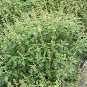 Kivumbasi Lime Basil, Ocimum Canum, Lamiaceae , Edible, Seeds, GMO Free, 50 seeds per pack, Heirloom image 2