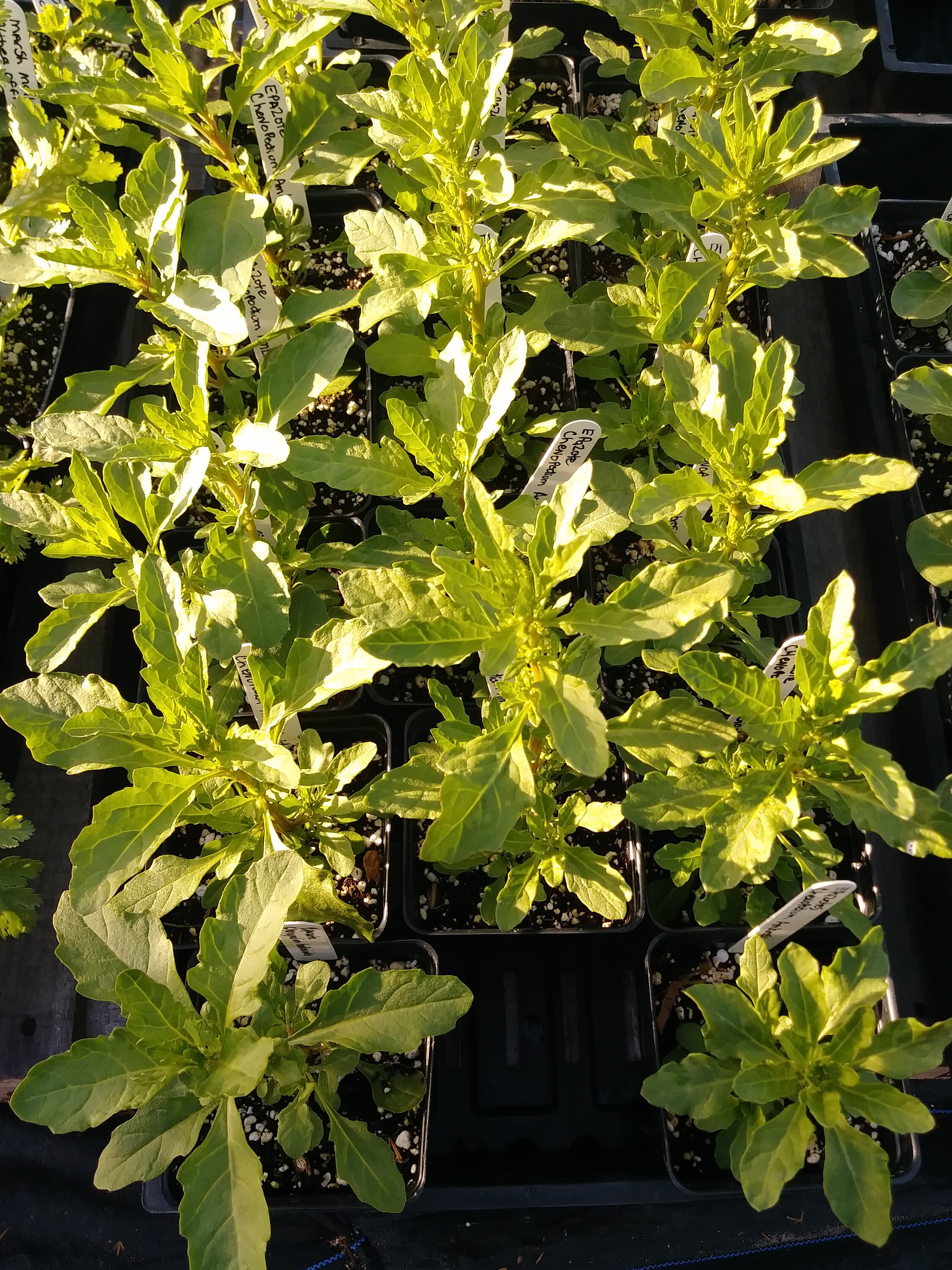 Epazote Dysphania Ambrosioides 150 Seeds per Pack Organic Etsy Singapore