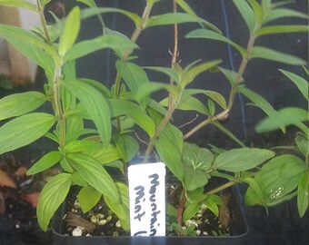 Mountain Mint, Pycnanthemum virginianum, Medicinal plants, Mint, Organic Plants, 4in Potted Plant, Organic Plants, GMO Free plants