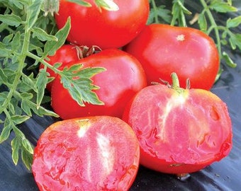 Tomato, Silver Fir Tree Tomato, 25 Seeds Per Pack, Solanum Lycopersicum, Organic, Heirloom, GMO Free, Edible Seeds,