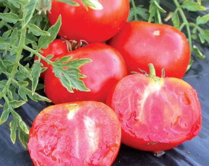 Tomato, Silver Fir Tree Tomato, 25 Seeds Per Pack, Solanum Lycopersicum, Organic, Heirloom, GMO Free, Edible Seeds,