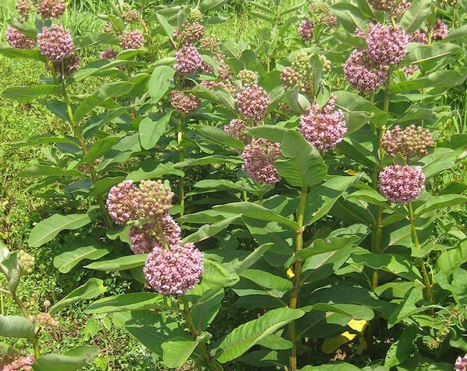 Milkweed, Asclepias syriaca, 30 Seeds Per Pack, GMO Free, Heirloom Medicinals, Organic, Apocynaceae