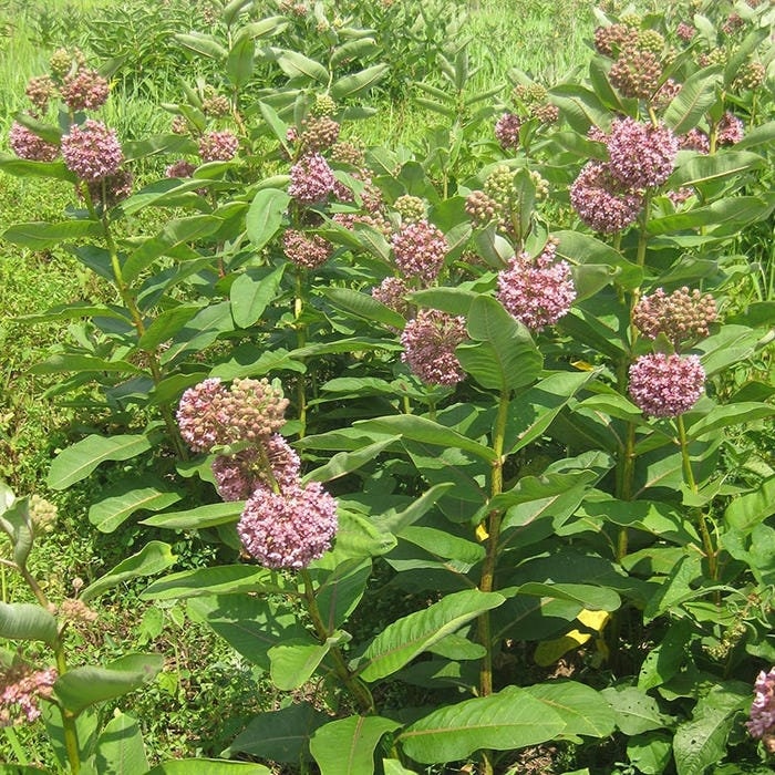 Milkweed Asclepias syriaca 30 Seeds Per Pack GMO Free | Etsy