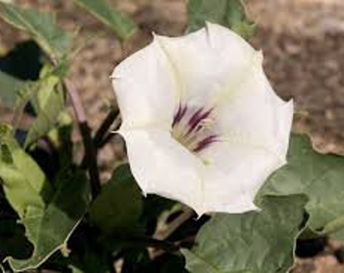 Desert Datura, Datura discolor, Solanaceae, 15 Seeds Per Pack, Organic, Heirloom, GMO Free, Devil's trumpets, desert thorn-apple