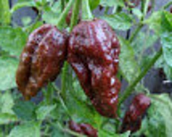 Pepper seeds, Chocolate Ghost Pepper, Seed Packs, 20 seeds per pack, Organic, GMO Free