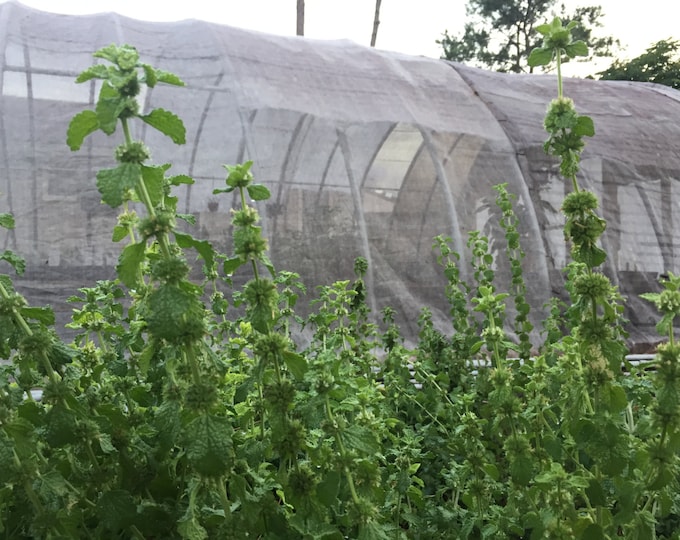 White Horehound,Medicinal Seeds, Marrubium Vulgare, Organic, 100 Seeds Per Pack, Horehound, GMO Free, Heirloom Medicinals