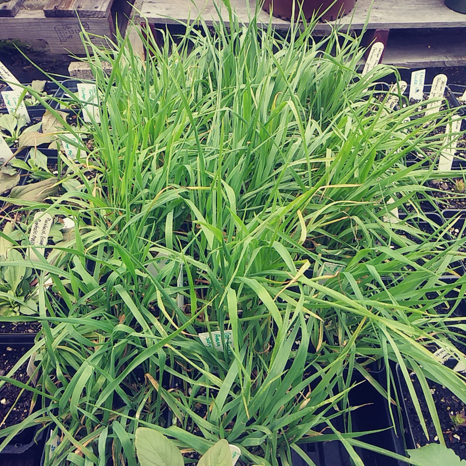 Cat Grass 4in Potted Plant Organic Heirloom GMO Free Etsy