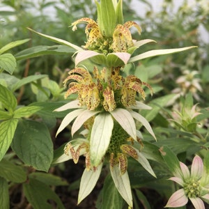 Yellow Dotted Mint, Mint, Monarda punctata, Medicinal Seeds, Organic Seeds, 100 Seeds Per Pack, GMO Free Seeds, Heirloom Medicinal Seeds