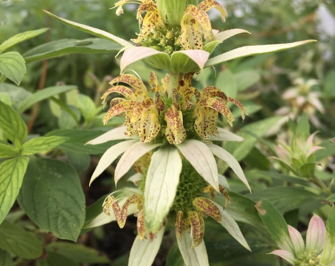 Yellow Dotted Mint, Mint, Monarda punctata, Medicinal Seeds, Organic Seeds, 100 Seeds Per Pack, GMO Free Seeds, Heirloom Medicinal Seeds