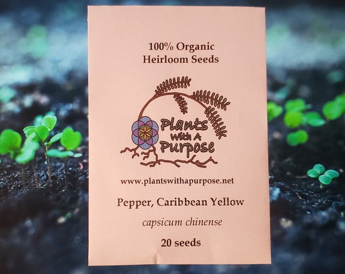 Pepper, Caribbean Yellow Seed Pack, Capsicum chinense, 20 Seeds, Organic, Heirloom, GMO Free
