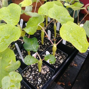 Buddha Belly, Jatropha podagrica, Nettlespurges, 5 Seeds Per Pack, Organic, GMO Free, Buddha Belly Jatropha, Gout Plant image 3
