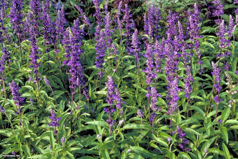 Chia, Salvia Hispanica, Organic, Medicinal Seeds, 100 Seeds per pack, Organic Seeds, GMO Free Seeds, Chia Seeds image 4