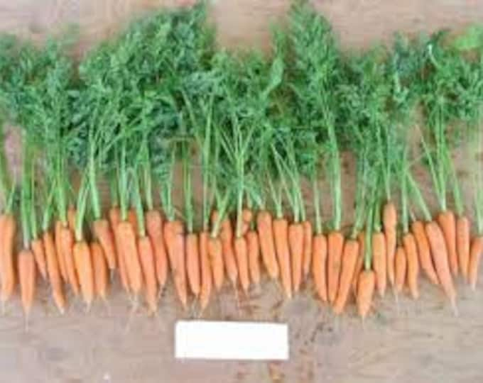 Carrot, Scarlet nantes carrot, Daucus carota, 100 Seeds Per Pack, Organic, Heirloom, GMO Free