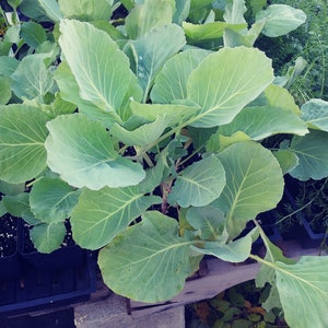 Cabbage, Brunswick Cabbage, Brassica oleracea, 100 Seeds Per Pack, Organic, Heirloom, GMO Free