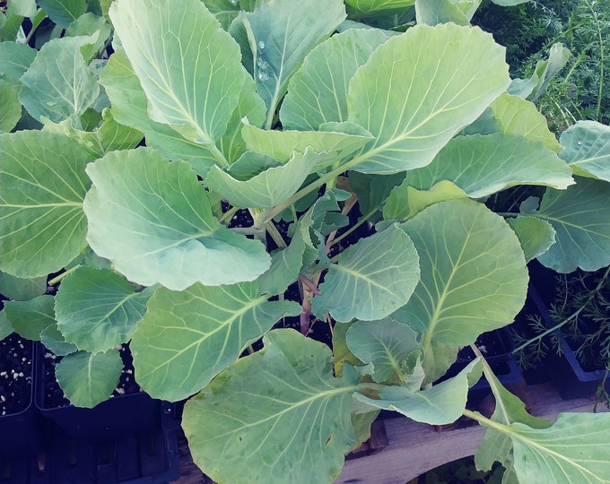 Cabbage, Brunswick Cabbage, Brassica oleracea, 100 Seeds Per Pack, Organic, Heirloom, GMO Free