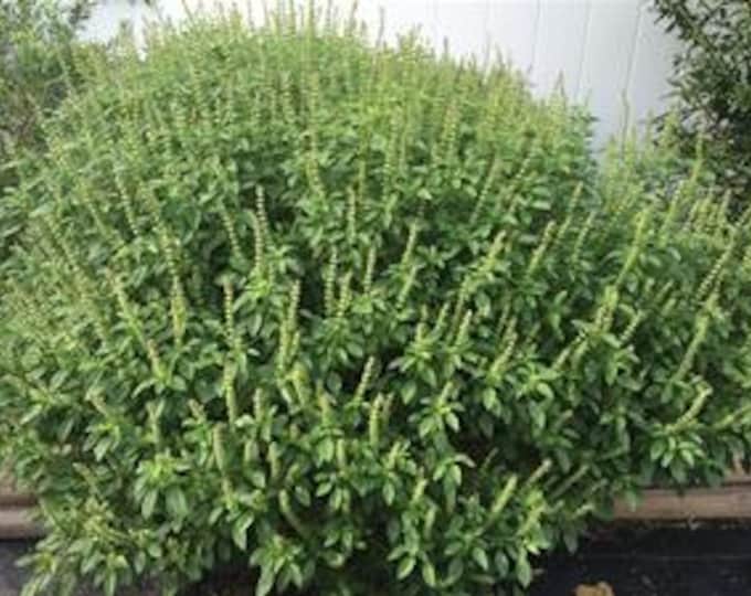 Medicinal Seeds, African Basil, MedicinalSeed Packs, 100 seeds per pack, Basil, Seed Packs, Ocimum Canum, Organic Seeds, GMO Free Seeds