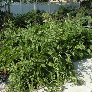 Comfrey, Symphytum Officinale,Medicinal Seeds,  25 seeds per pack, Organic, GMO Free, Comphrey, Organic Heirloom Medicinal Seeds, Organic