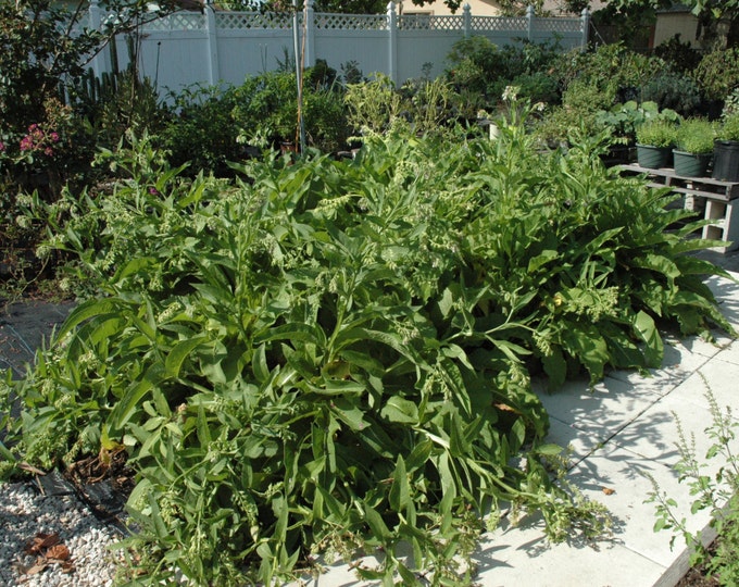 Comfrey, Symphytum Officinale,Medicinal Seeds,  25 seeds per pack, Organic, GMO Free, Comphrey, Organic Heirloom Medicinal Seeds, Organic