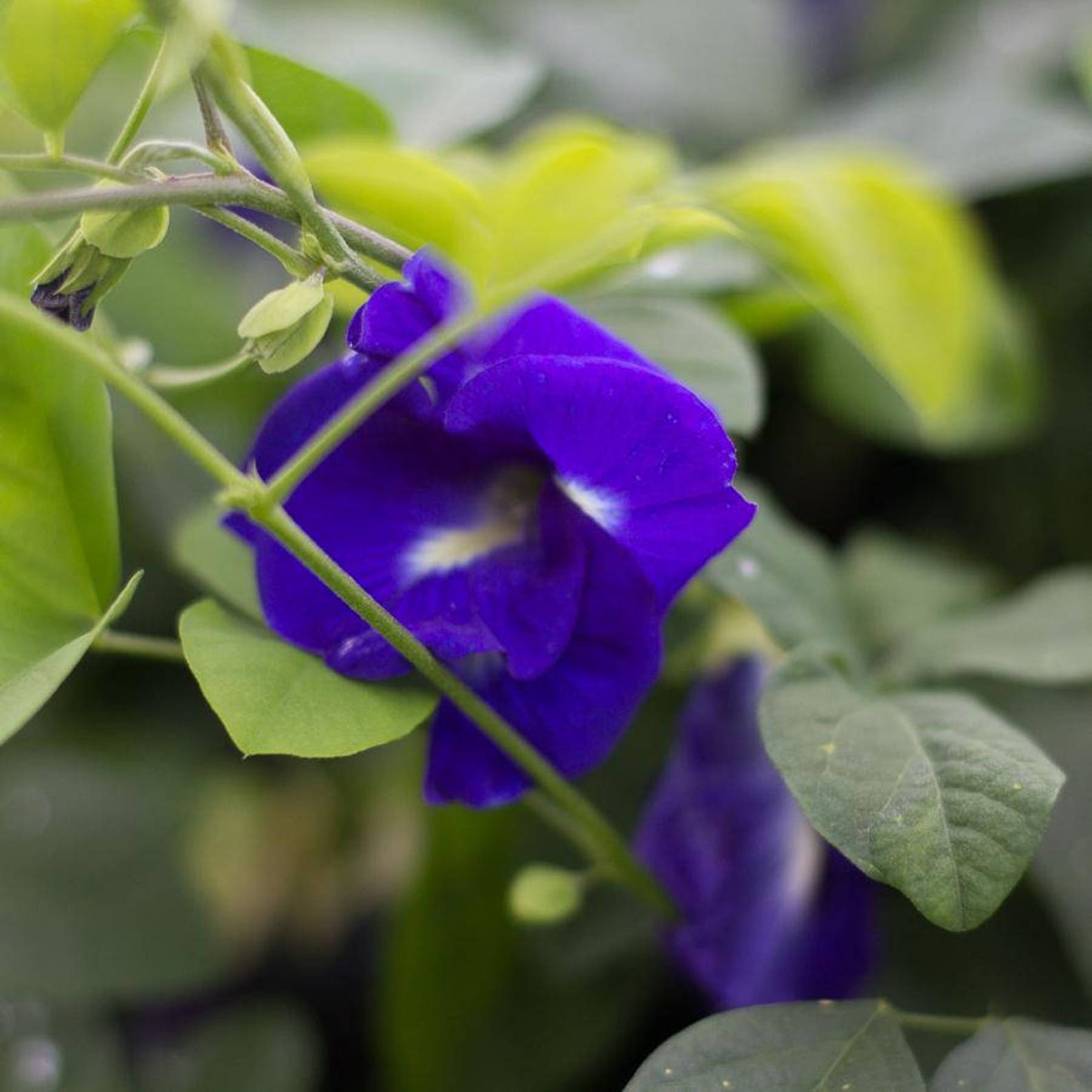 Pea Blue Butterfly Blue Butterfly Pea Clitoria Ternatea 20 Etsy