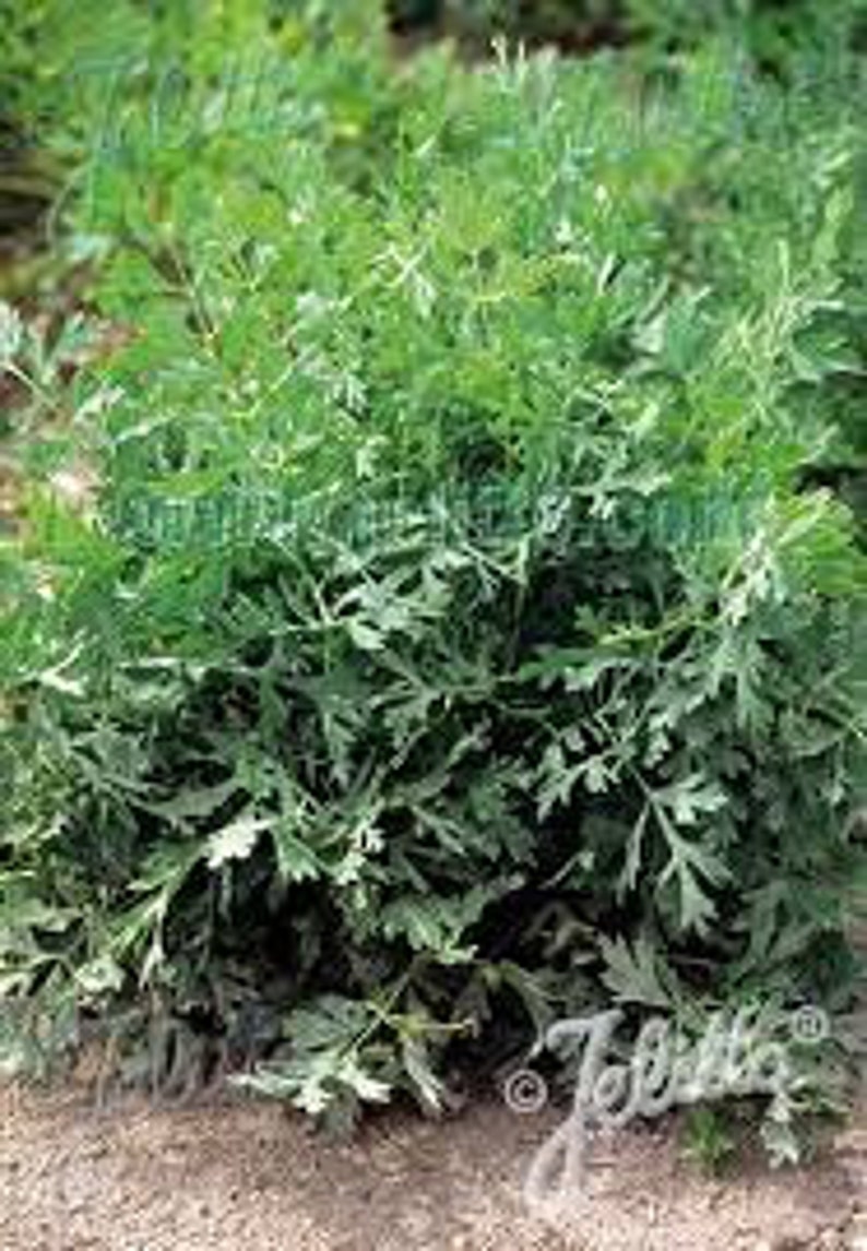 Laserwort, Saposhnikovia Divaricata, 50 Seeds Per Pack, Organic Seeds, GMO Free, Heirloom image 3