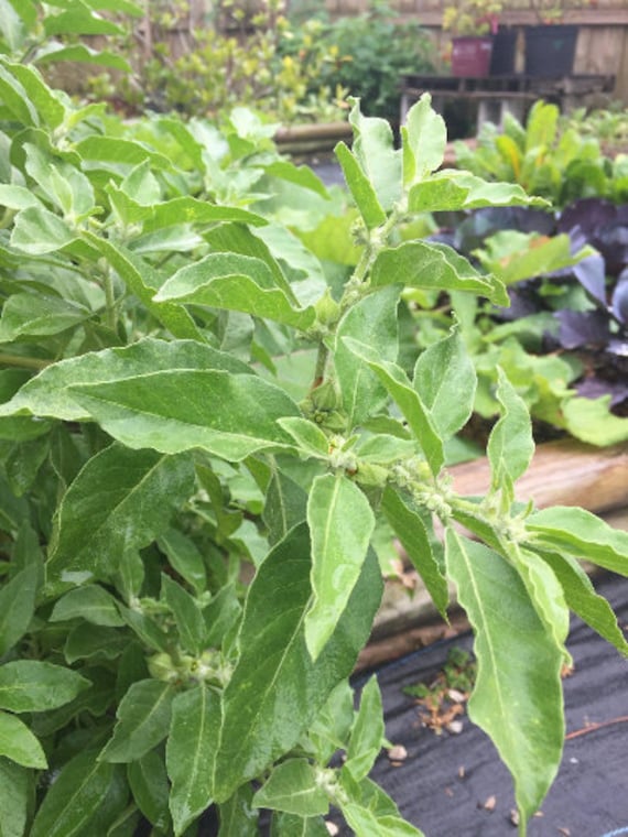 Ashwagandha in english meaning sindhi