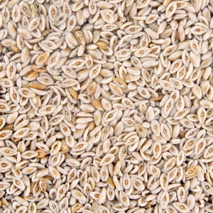 Medicinal Seeds, Plantago Ovata, Organic, 100 seeds per pack, Heirloom
