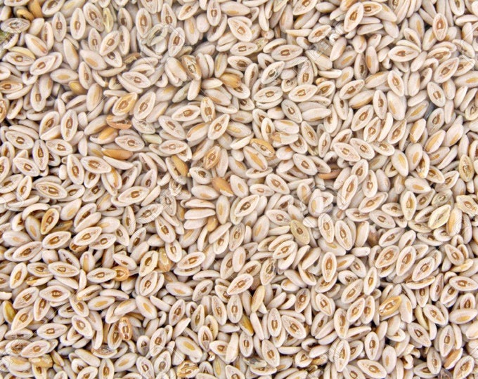 Medicinal Seeds, Plantago Ovata, Organic, 100 seeds per pack, Heirloom