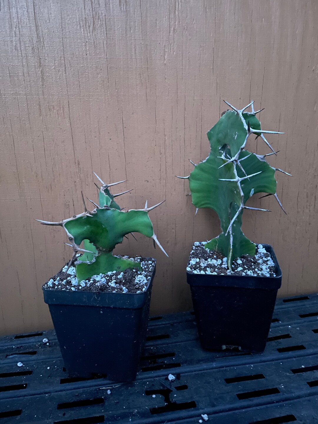 Euphorbia Cow's Horn Euphorbia Euphorbia Grandicornis Etsy