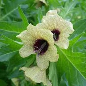 Henbane, Hyoscyamus niger, 50 seeds per pack, Organic, Heirloom, GMO Free