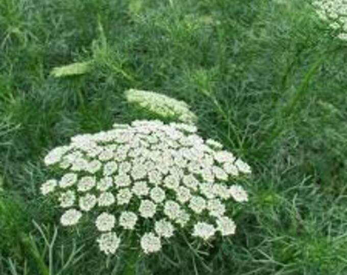 Visnaga, Ammi visnaga, 100 Seeds per pack, Organic, heirloom, GMO Free, Apiaceae