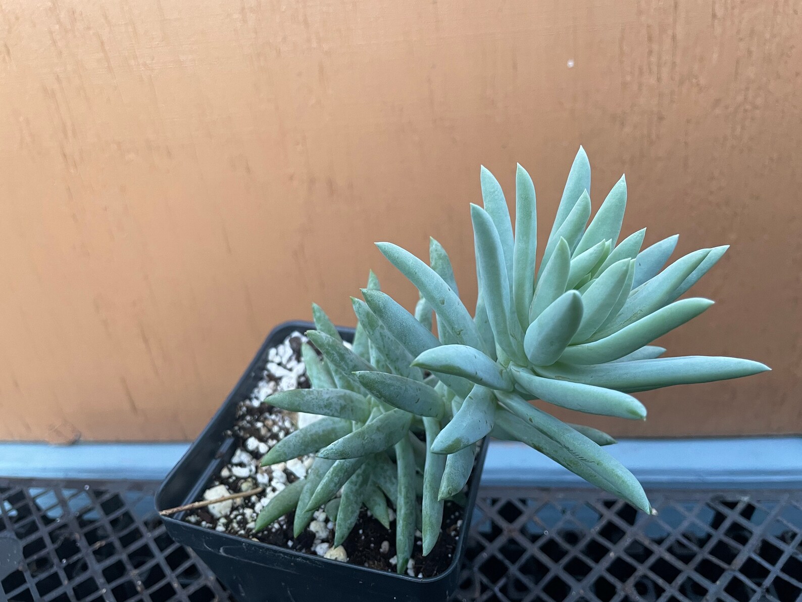 Blue Burrito Sedeveria Sedeveria 'blue Burrito' 4in Etsy Australia