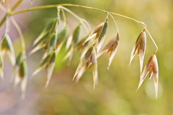 Organic Cat Grass Seed Pack 50 seeds per pack common oats Avena Sativa Organic Cat Grass Seed Pack 50 seeds per pack common oats Avena Sativa