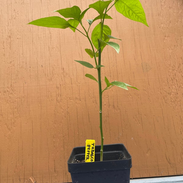 Pimento Pepper Plant Etsy