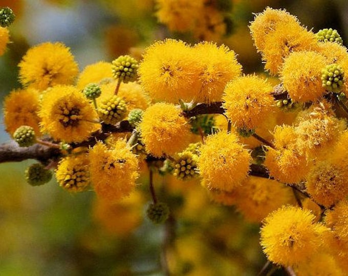 Acacia, Sweet, Sweet Acacia, Acacia Farnesiana, 10 seeds per pack, Heirloom, GMO Free