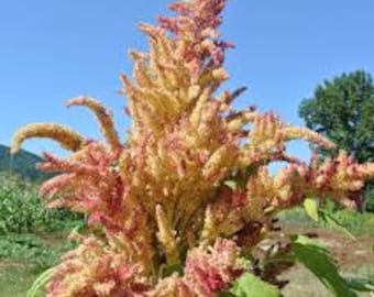 Amaranth, Rio San Lorenzo, Amaranthus sp. 100 Seeds Per Pack, Organic, heirloom, GMO Free