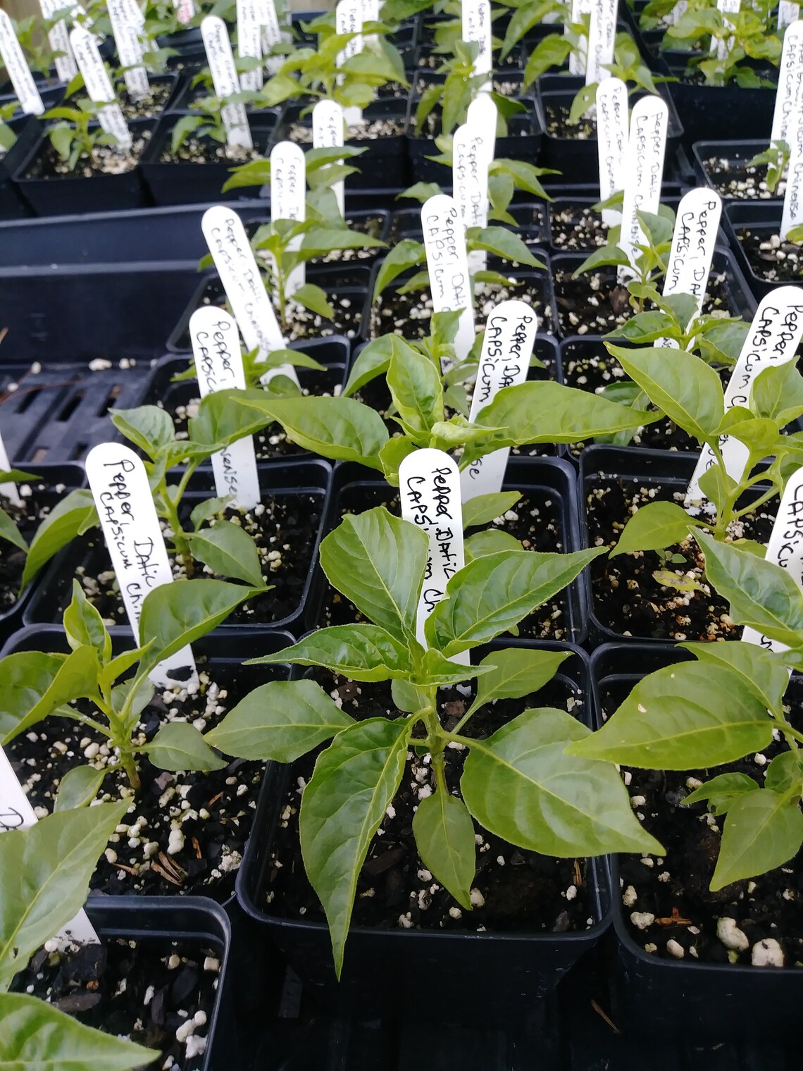 Datil Pepper Capsicum Chinense 4in Pot Pepper Plant Etsy