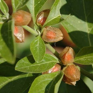 Puede incluir: Primer plano de una planta con hojas verdes y peque&ntilde;as vainas de semillas de color naranja-marr&oacute;n. Las vainas est&aacute;n parcialmente envueltas en una c&aacute;scara de papel. La imagen est&aacute; bien iluminada.
