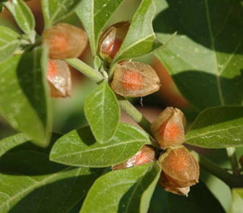 Puede incluir: Primer plano de una planta con hojas verdes y peque&ntilde;as vainas de semillas de color naranja-marr&oacute;n. Las vainas est&aacute;n parcialmente envueltas en una c&aacute;scara de papel. La imagen est&aacute; bien iluminada.
