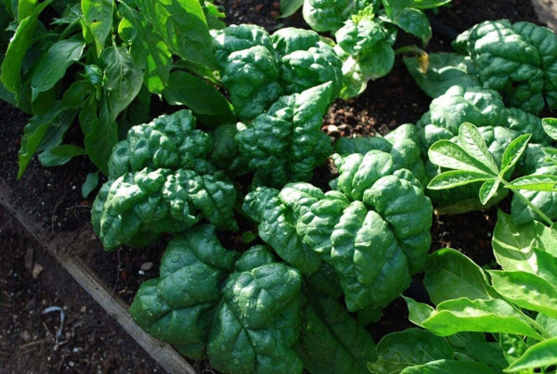 Spinach Monstrueux De Viroflay Spinacia Oleracea 100 Seeds Etsy