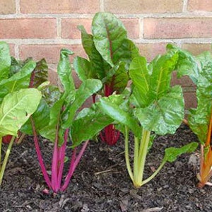 Rainbow Swiss Chard, Beta vulgaris subsp. vulgaris, Organic Seeds, 50 Seeds Per Pack , Heirloom Seeds, GMO Free Seeds, Edible Seeds image 1