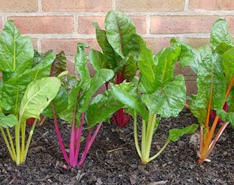 Rainbow Swiss Chard, Beta vulgaris subsp. vulgaris, Organic Seeds, 50 Seeds Per Pack , Heirloom Seeds, OGM Free Seeds, Edible Seeds