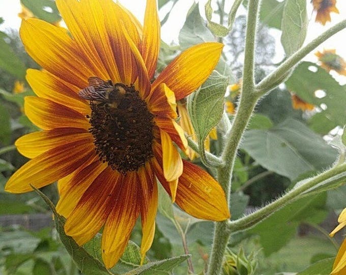 Sunflower, Tiger's Eye, Tiger's Eye Sunflower, Helianthus annuus “Tiger's Eye”, Asteraceae, Organic, GMO Free, Heirloom, 25 Seeds Per Pack