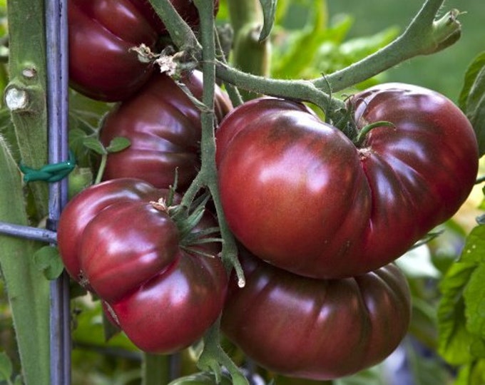 Tomatoes, Black Krim, Solanum Lycopersicum, 25 seeds per pack,Heirloom Edible Seeds,  Organic, Organic Tomatoes, Organic Gardening, GMO Free