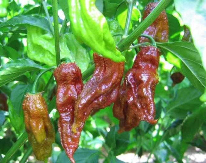 Chocolate Ghost Pepper, Organic, Seed Packs, 20 seeds per pack, Pepper Seeds, Heirloom, GMO Free