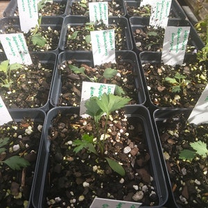 Laserwort, Saposhnikovia Divaricata, 50 Seeds Per Pack, Organic Seeds, GMO Free, Heirloom image 5